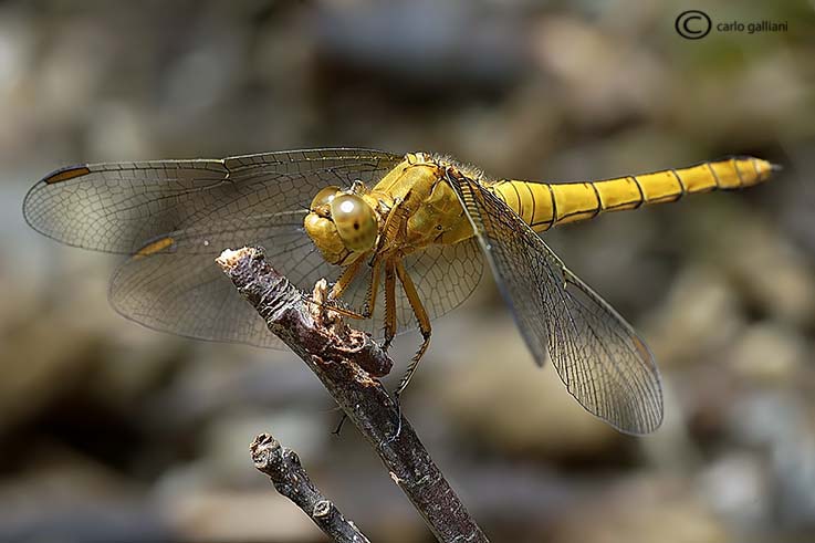 identificazione odonati